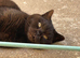 Beautiful BSH Kayleigh 7 years old