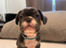 French Bulldog Puppies for Sale – Only £550 Each