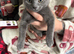 11 week old kittens