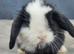 Mini lop buck born 08/06/2026. Ready now!