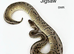 Various royal pythons for sale