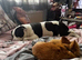 Staff x boarder collie