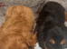 King Charles puppy&rsquo;s