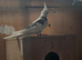 Young cockatiel