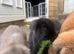 Pure bred French lop litter