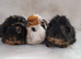 Small animal boarding services