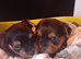 YORKSHIRE TERRIER PUPPIES BOYS AND GIRLS.