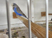 Budgies