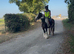 Tommy 13.1 6 year old gelding