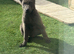 Blue German shepherd