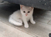 Ready now, 2 little girls short haired white Persian x kittens