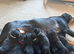 Rotty pup