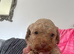 Ready now, 1 golden Stunning F1B cockapoo puppy left