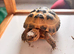 Horsfield Tortoises 5 months old