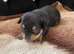 Chihuahua puppies 1 boy1girl