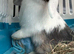 Baby mini lop