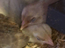 Brahma chicks available