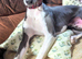 Looking for the Right Home: 10-Month-Old Whippet