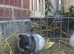 Pair of bonded texel cross guinea pig baby boars.