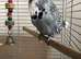 Tame Exhibition Budgie for sale