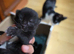 Kitten