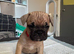 4 little puppies looking for there forever home