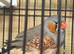 Exhibition Zebra finch cock bird