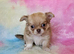 Stunning Russian/Thai long coat puppies