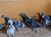 Racing pigeons