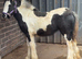 Cob filly to make me 14h