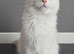 Maine Coon Champion bloodlines