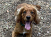 Cocker spaniel for stud