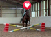 Dandy 15.3h gelding TB 4yo