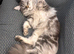 Sad rehoming for my grey tabby main coon