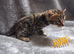 Brown bengal boy kitten