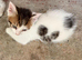 Beautiful 2-Month-Old Healthy & Playful Kittens Looking for Loving Homes