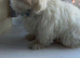 Beautiful Maltese puppy looking for a new home