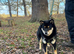 Black and Tan female