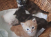 Sweet Litter of Fluffy Mixed Breed Kittens - Ready to Reserve:)