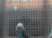 Some really lovely young budgies