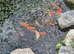 Goldfish