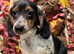 KC Long Coat Miniature Dachshund Puppies