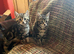 Beautiful kittens looking for their forever homes