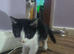 Kittens looking for they forever home