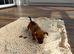Jack Russell miniature Girl Puppy