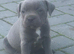 classic blue staffys