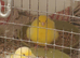 5 Fife Canaries for sale