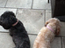 Two cockapoo girls
