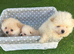 Stunning Cream & Wolf Sable Male Pomeranian Puppies