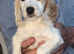 Cocker spaniel puppies